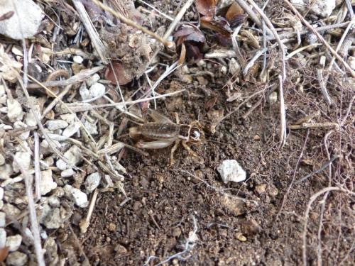 Réf. 320 964 : Eugryllodes pipiens